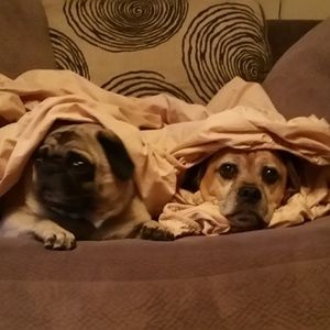 Meet your Posher, Janice